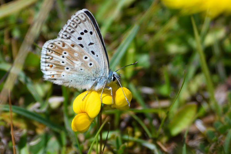 Common Blue